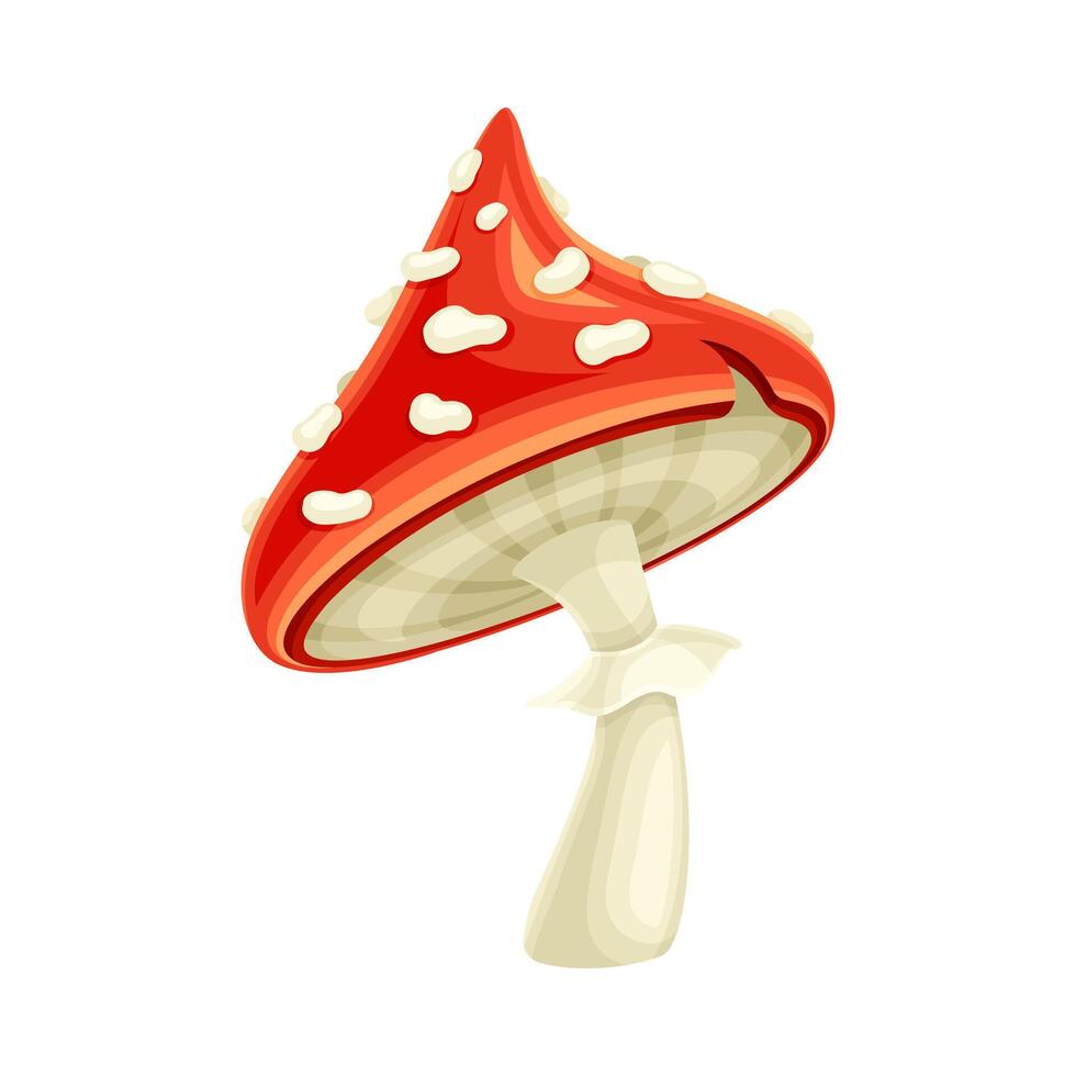 Amanita mushroom. Poisonous toadstool fly agaric with red spotted cap cartoon illustration vector