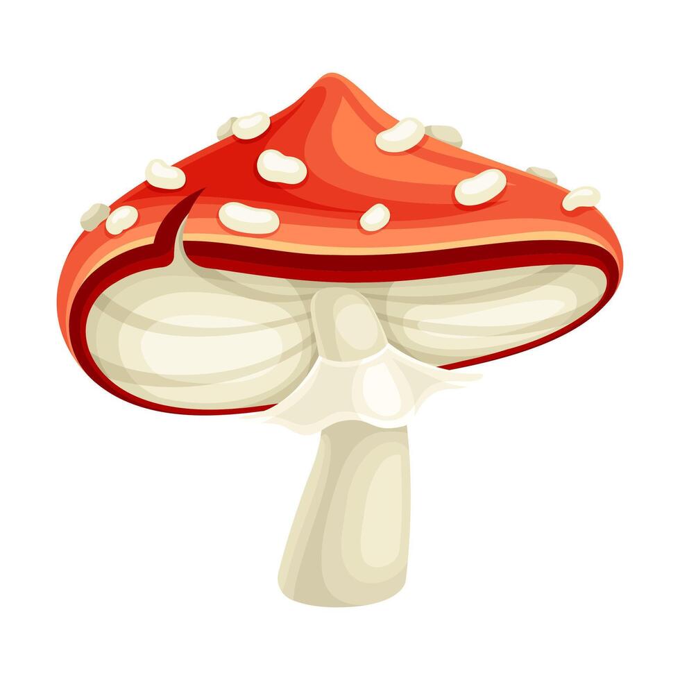 Cute amanita mushroom with red spotted cap. Poisonous forest toadstool fly agaric cartoon illustration vector