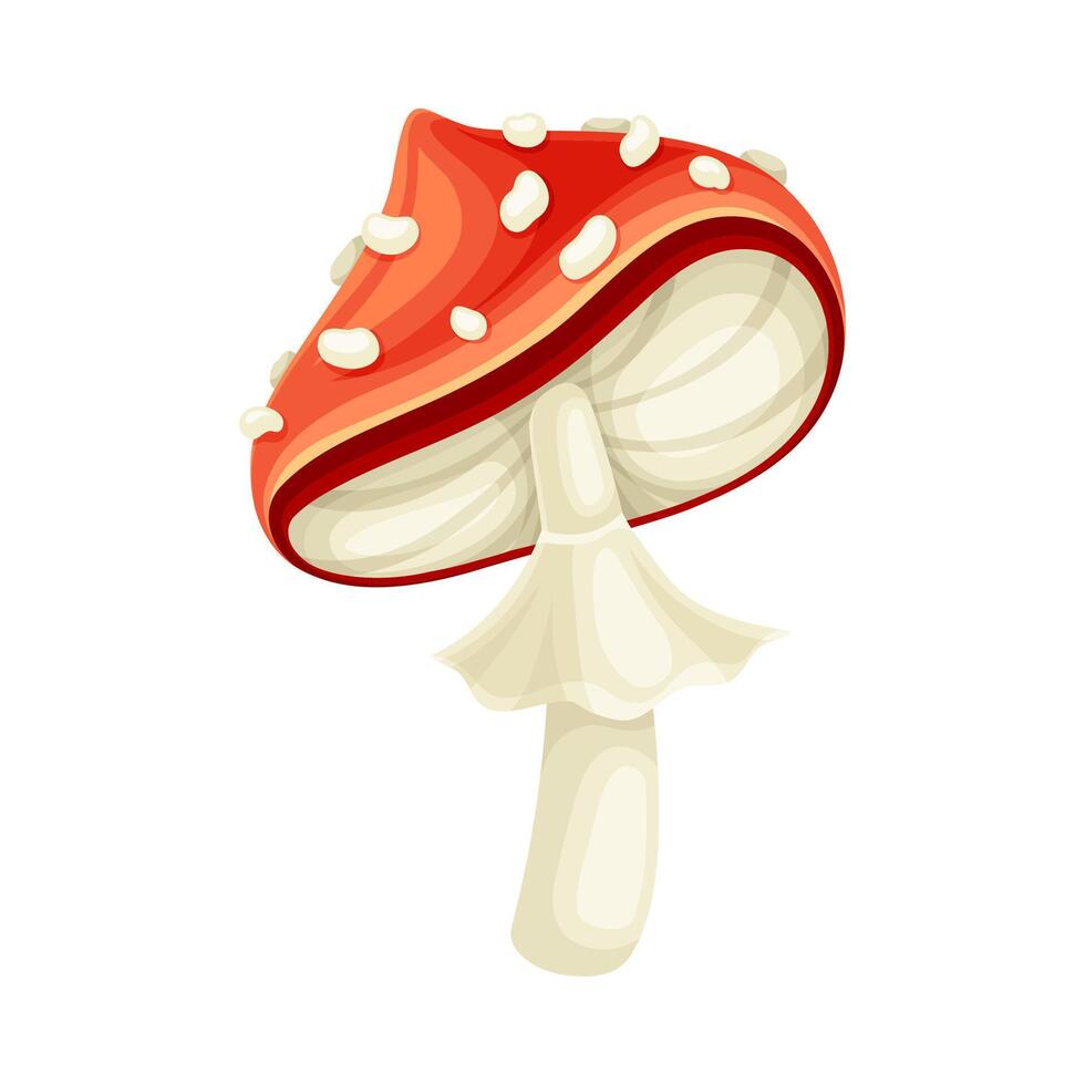 Fly agaric poisonous mushroom with red spotted cap. Amanita toadstool cartoon illustration vector