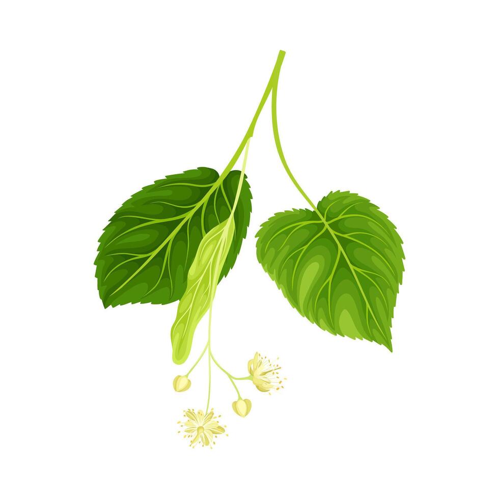 Blooming linden with green leaves. Blossoming Tilia Cordata tree illustration vector