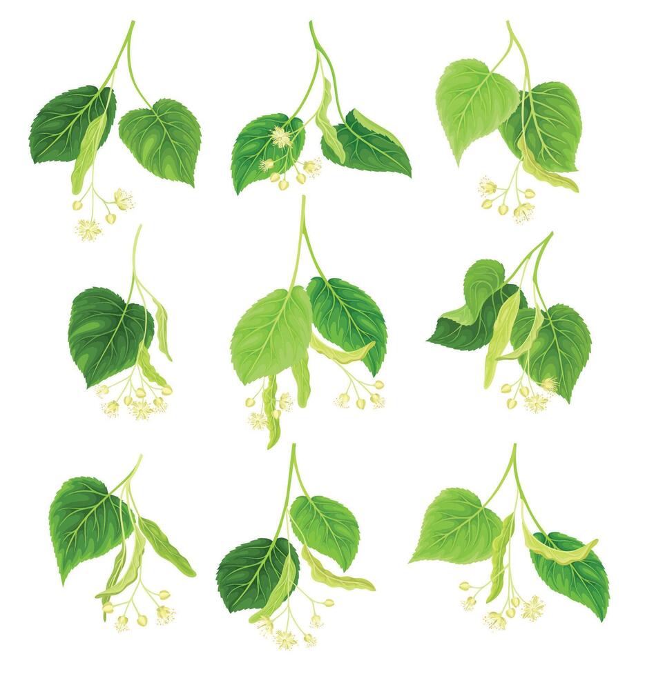 Twigs of linden with leaves and flowers set. Spring blooming Tilia Cordata tree branches illustration vector