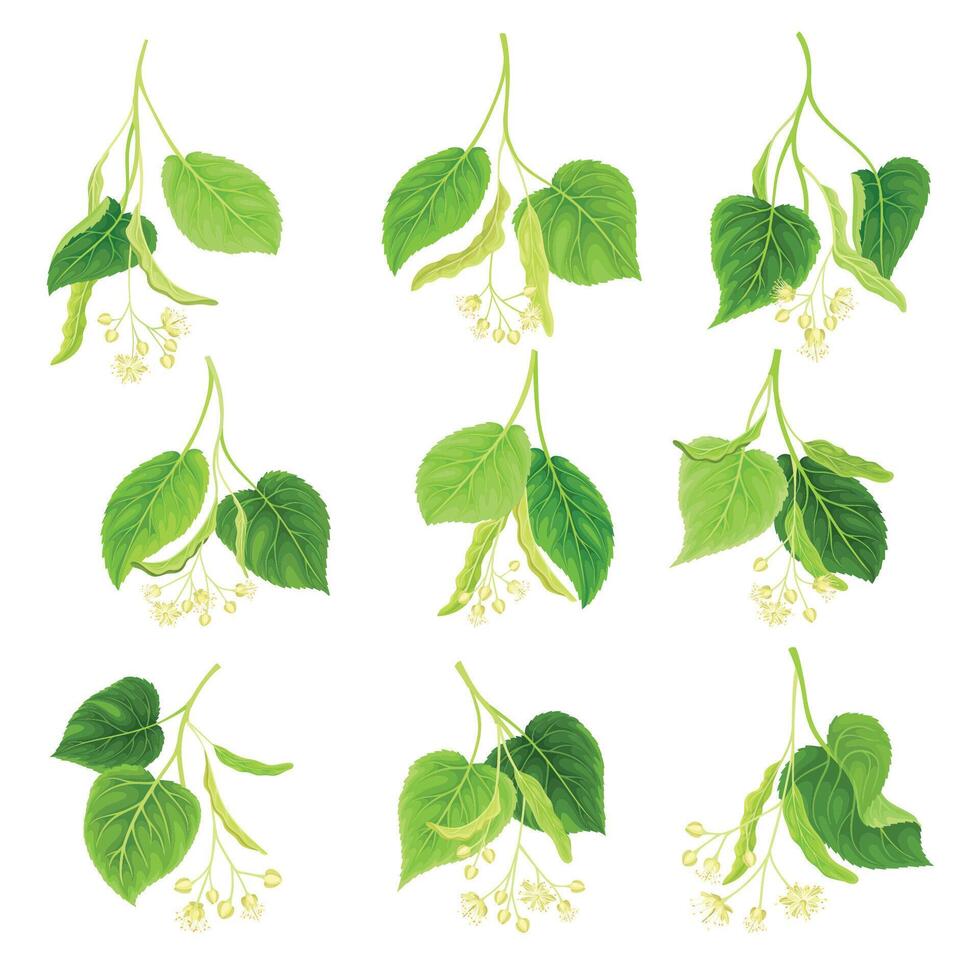 Blooming linden twigs with green leaves set. Blossoming Tilia Cordata tree illustration vector