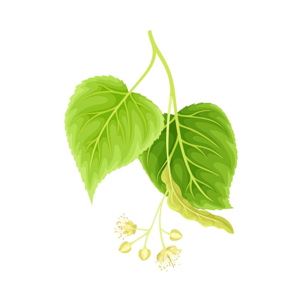 Linden twig with leaves and flowers. Bloooming Tilia Cordata tree branch illustration vector