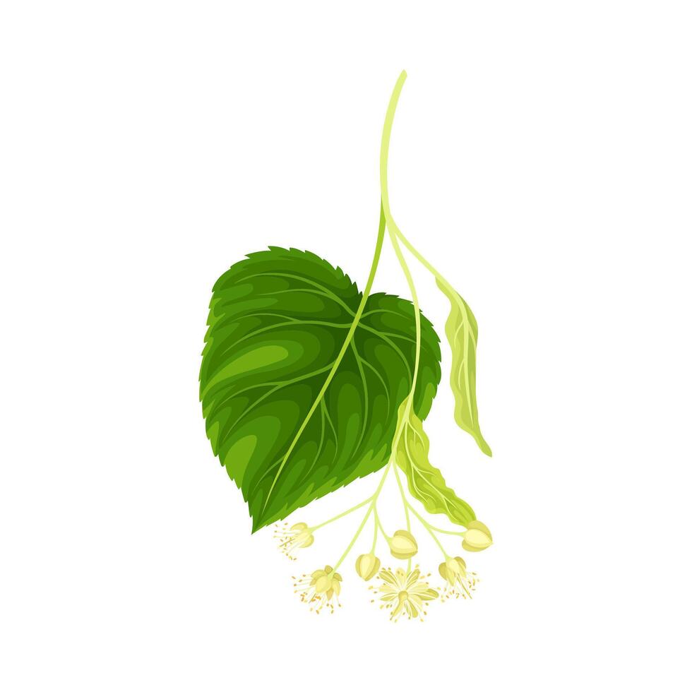 Linden twig with leaf and flowers. Bloooming Tilia Cordata tree branch illustration vector
