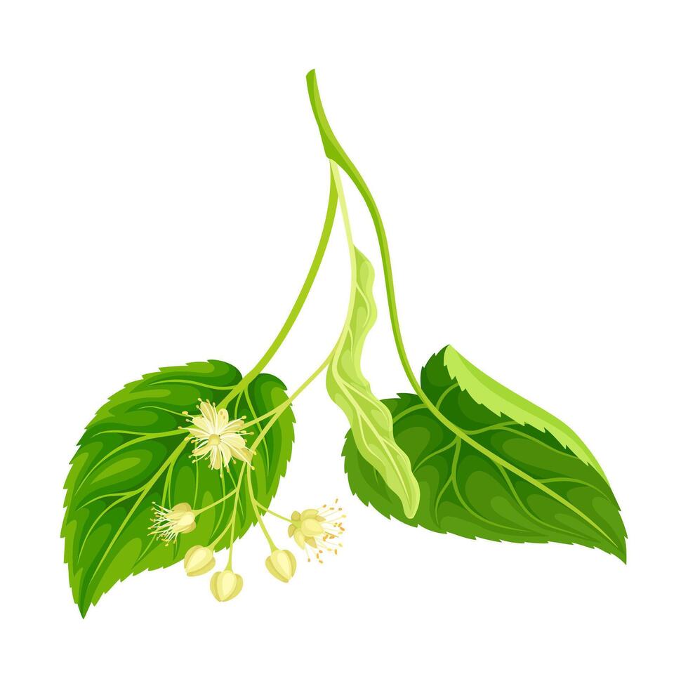 Linden twig with green leaves and flowers. Blossoming Tilia Cordata tree illustration vector