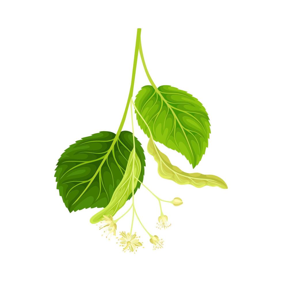Linden twig. Blooming Tilia Cordata tree branch illustration vector