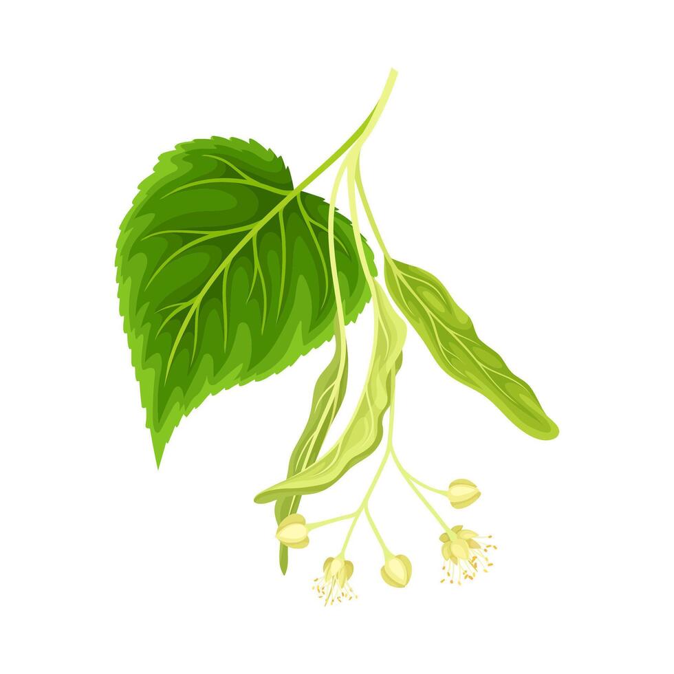 Linden twig with leaves and flowers. Blooming Tilia Cordata tree branch illustration vector