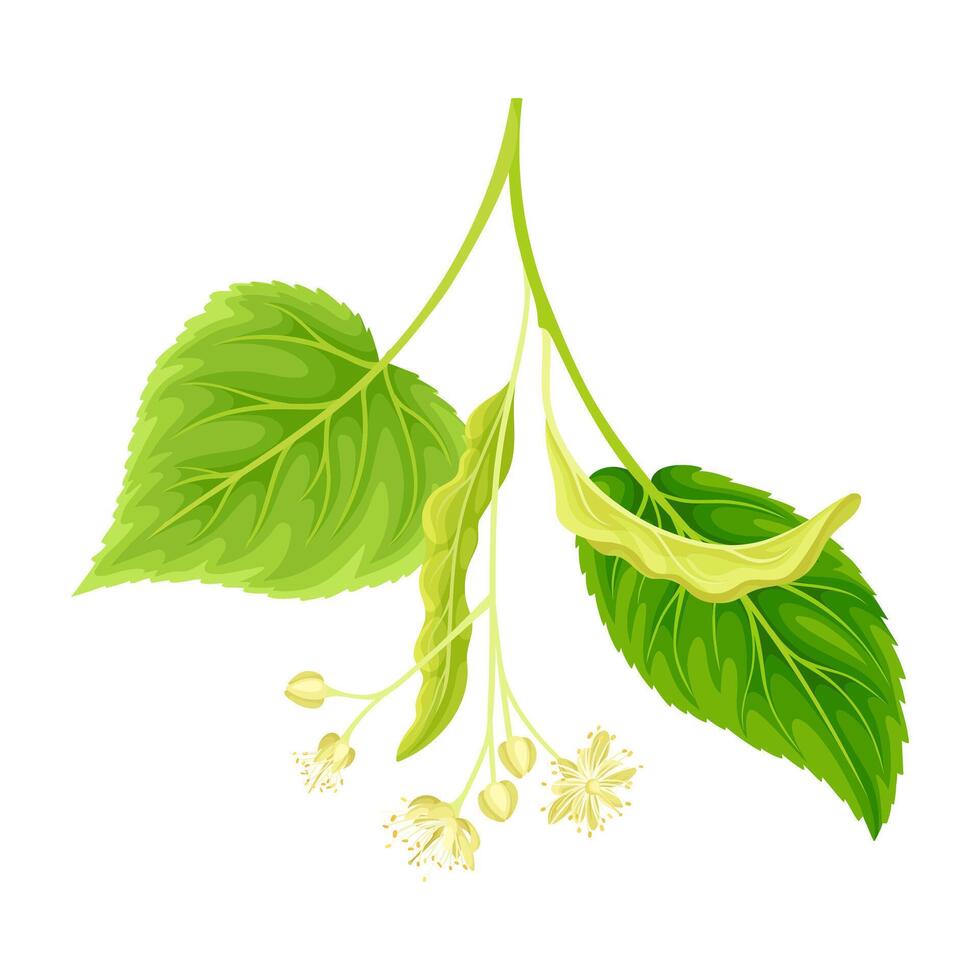 Green twig of linden with young leaves and flowers. Blooming Tilia Cordata tree illustration vector