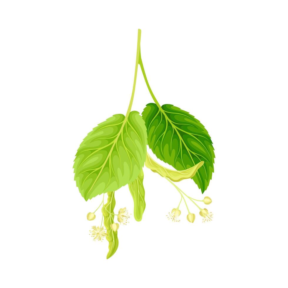 Blooming linden twig. Blossoming Tilia Cordata tree branch illustration vector