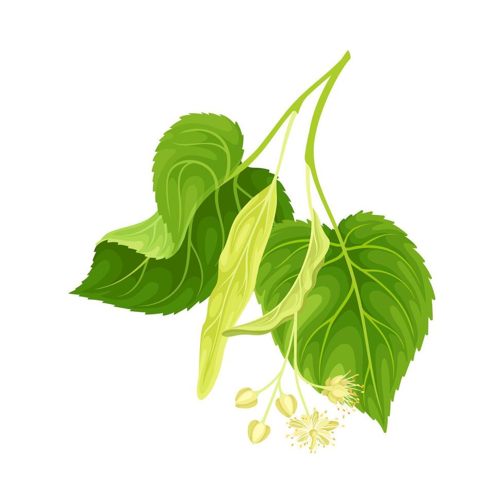 Linden twig with green leaves and flowers. Blooming Tilia Cordata tree branch illustration vector