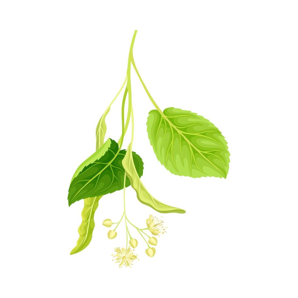 Twig of linden with green leaves and flowers. Blooming Tilia Cordata tree illustration vector