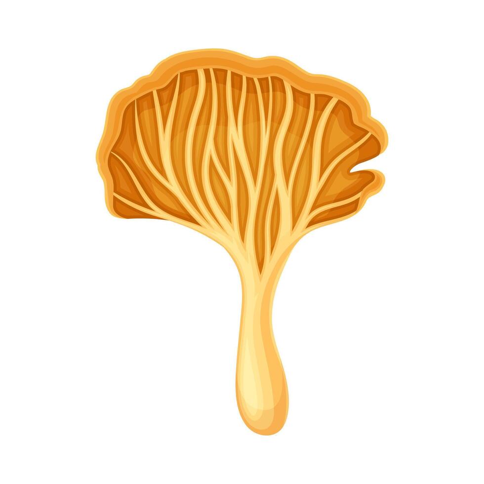 Cantharellus tubaeformis wild forest edible mushroom illustration on white background vector