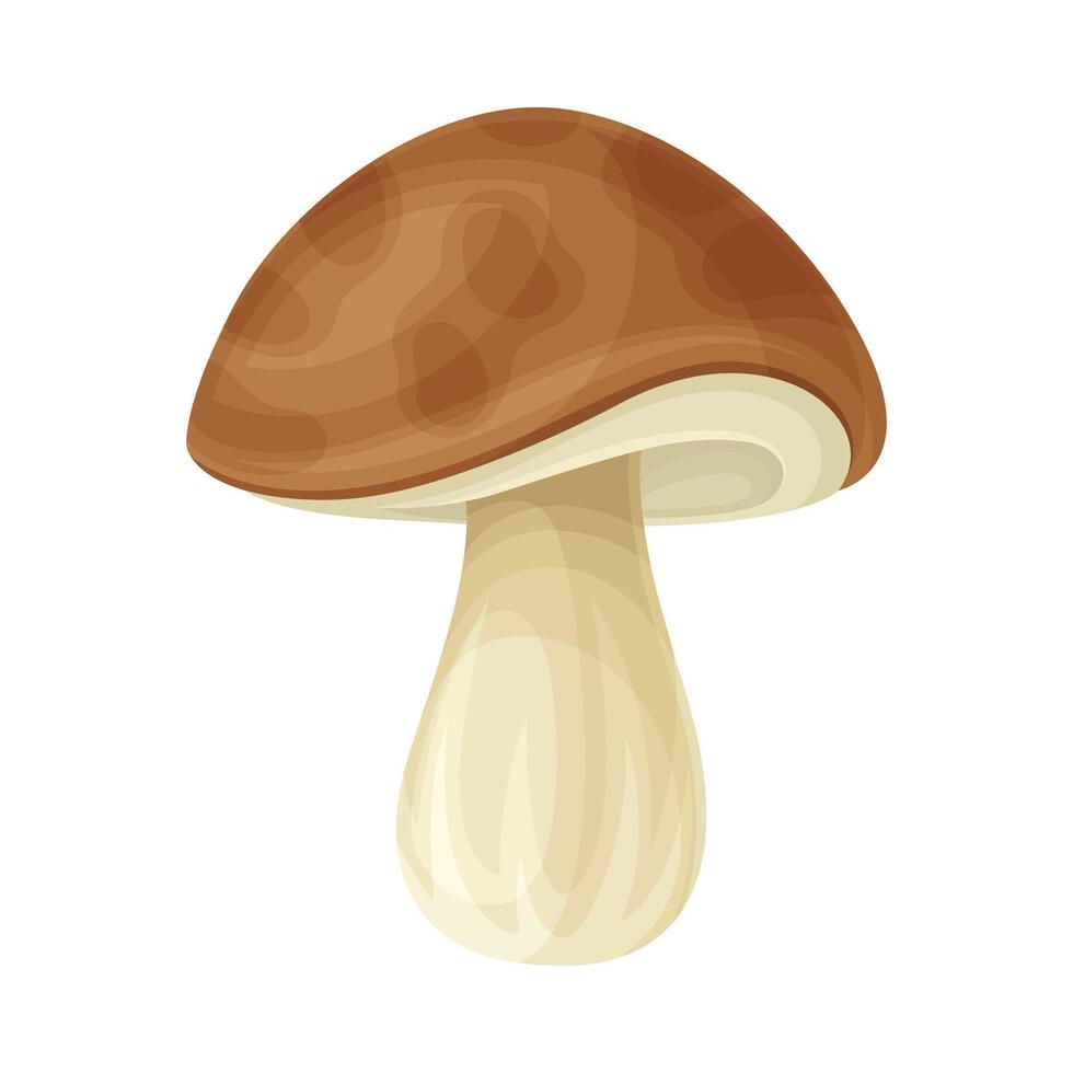 Cep forest wild edible mushroom illustration on white background vector