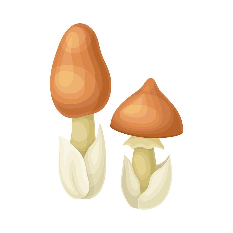 Amanita crocea wild forest mushroom illustration on white background vector
