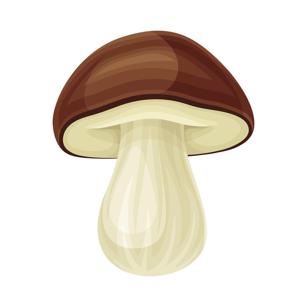 Porcini wild forest edible mushroom illustration on white background vector
