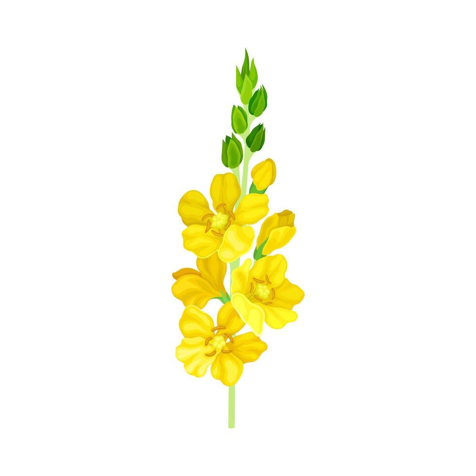 Bright Yellow Floret with Showy Petals and Stamen on Stem Closeup Illustration vector