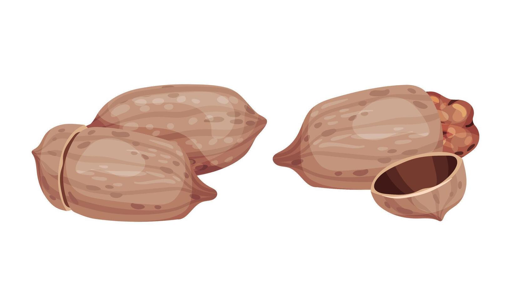 Pecan nuts set. Unpeeled nutshells. Healthy nutrition concept illustration vector