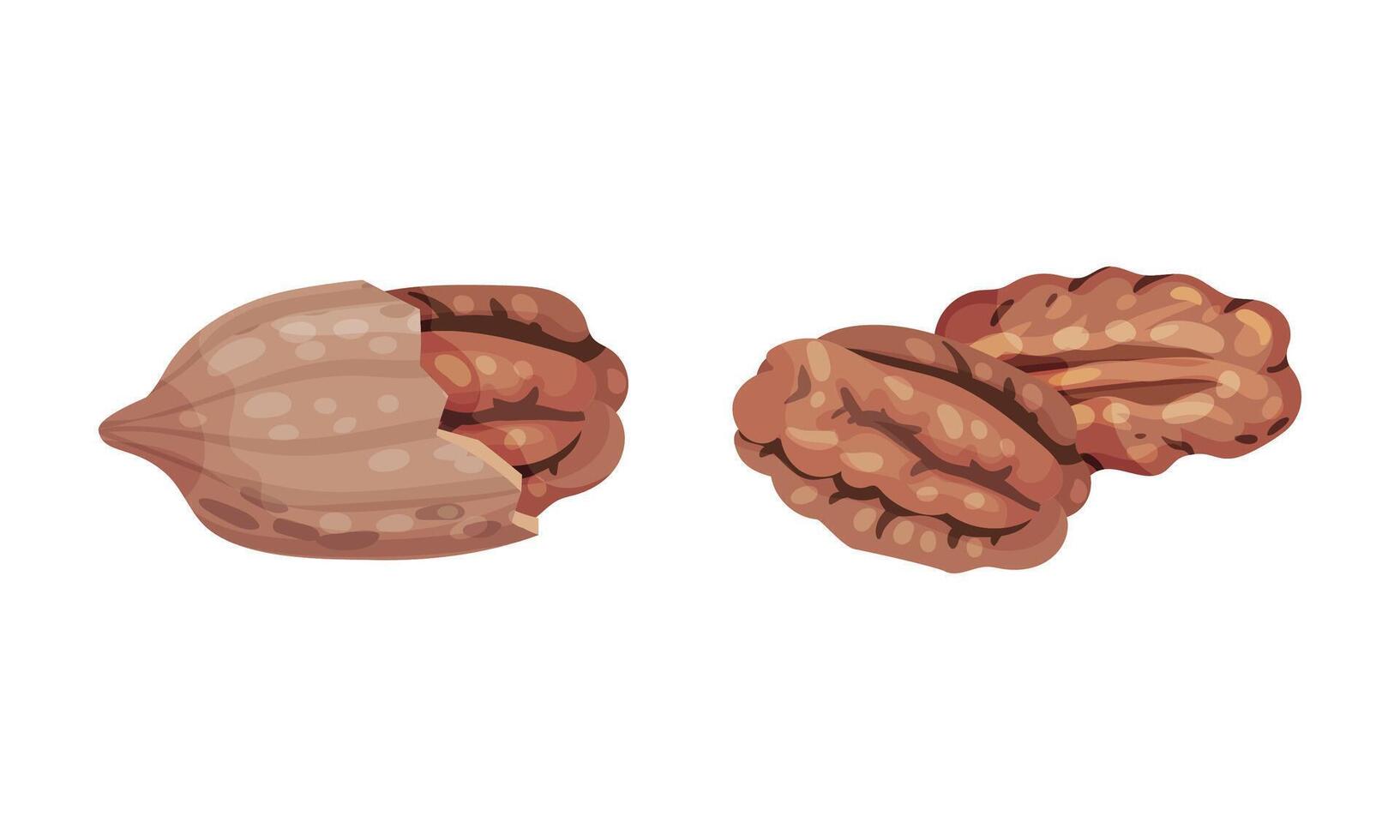 Pecan nuts set. Shelled kernels, healthy nutrition concept illustration vector