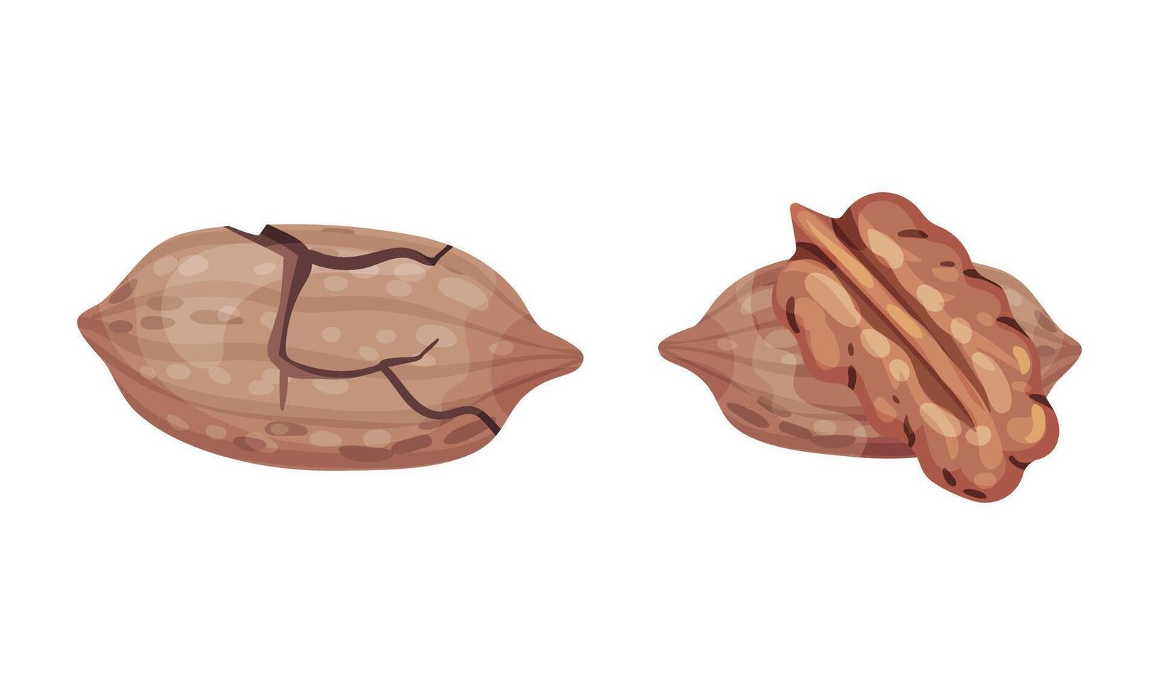 Pecan nuts set. Unpeeled nutshell and shelled kernels. Healthy nutrition concept illustration vector