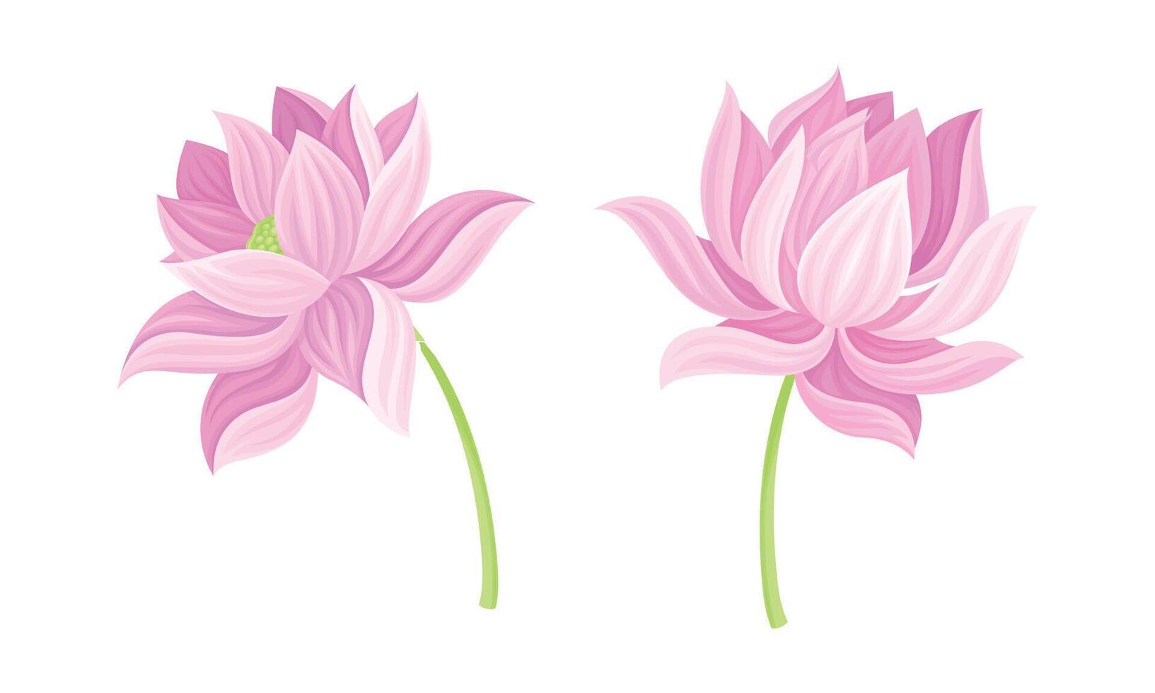 Set of pink lotus flowers. Beautiful flower, symbol of oriental practices, yoga, wellness industry, ayurveda products illustration vector
