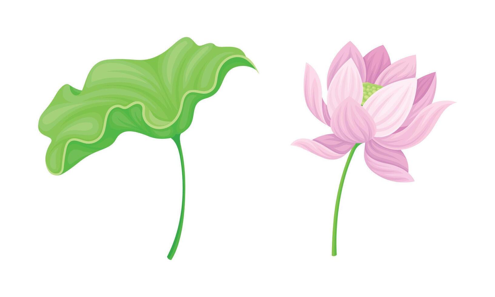Pink lotus flower and leaf set. Beautiful plant, symbol of oriental practices, yoga, wellness industry, ayurveda products illustration vector
