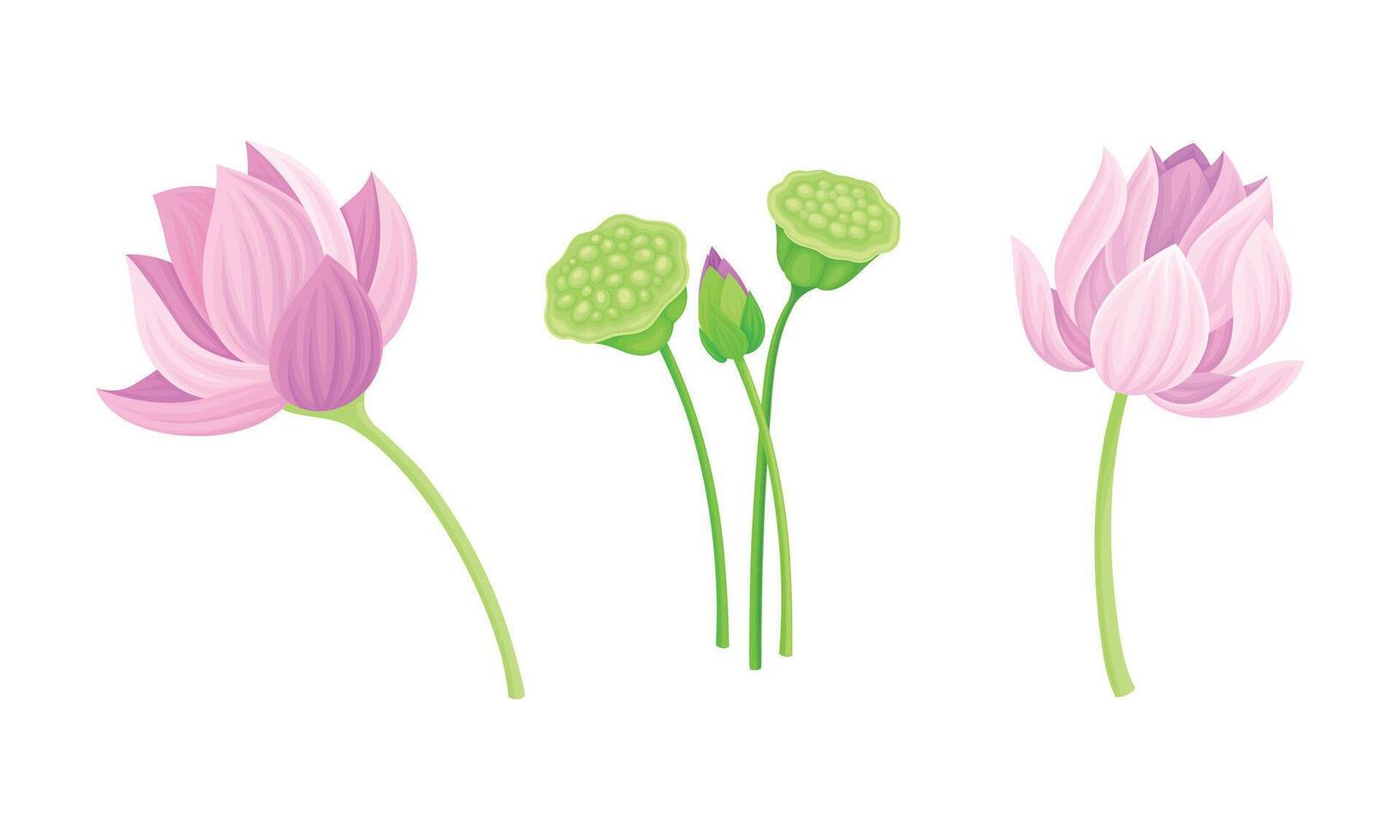 Set of lotus flowers and leaves. Beautiful pink flower, symbol of oriental practices, yoga, wellness industry, ayurveda products illustration vector