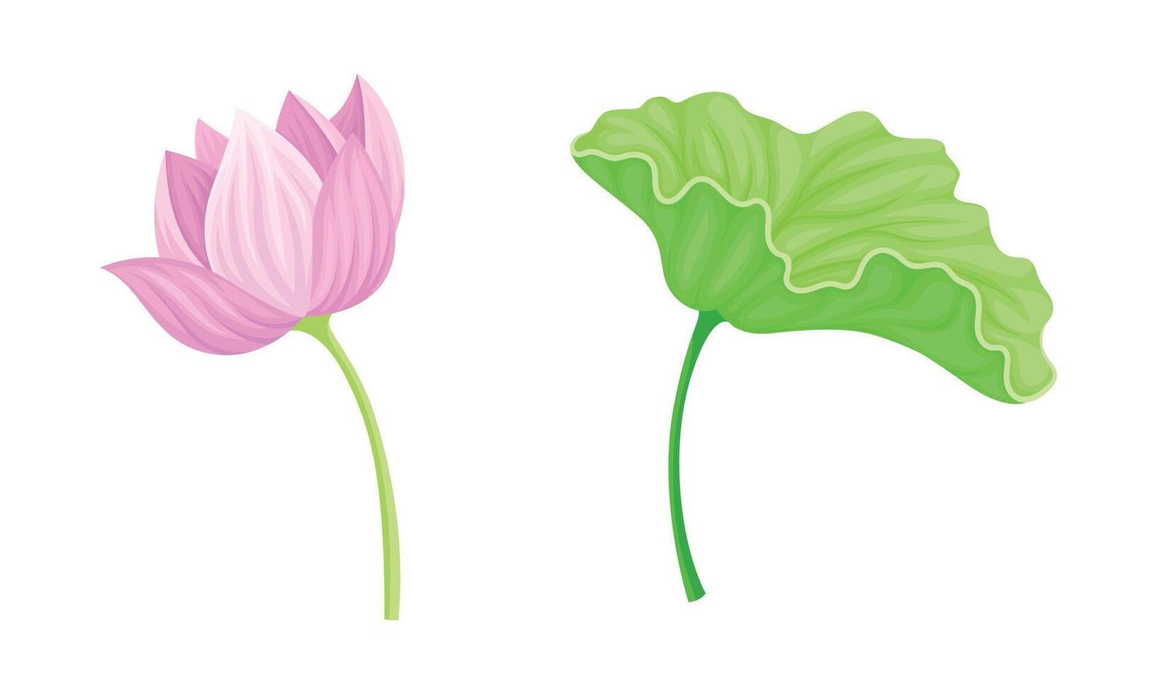 Lotus flower and leaf set. Beautiful plant, symbol of oriental practices, yoga, wellness industry, ayurveda products illustration vector