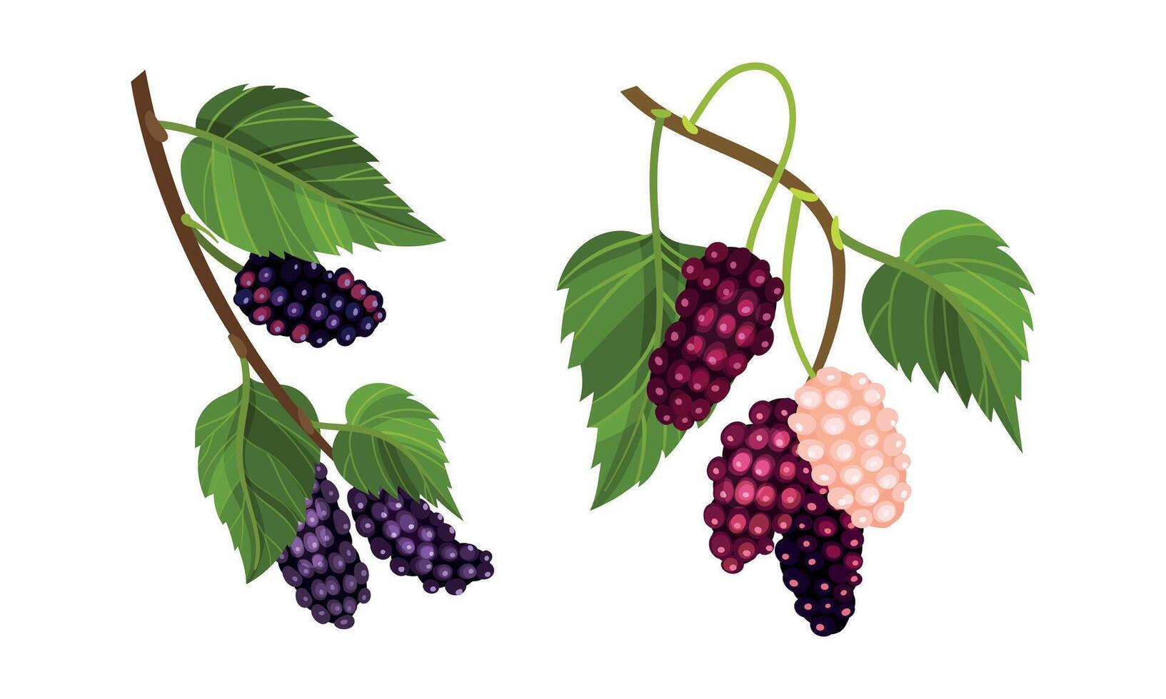 Grape bunches with leaves set. Fresh purple grapes decorative element illustration vector
