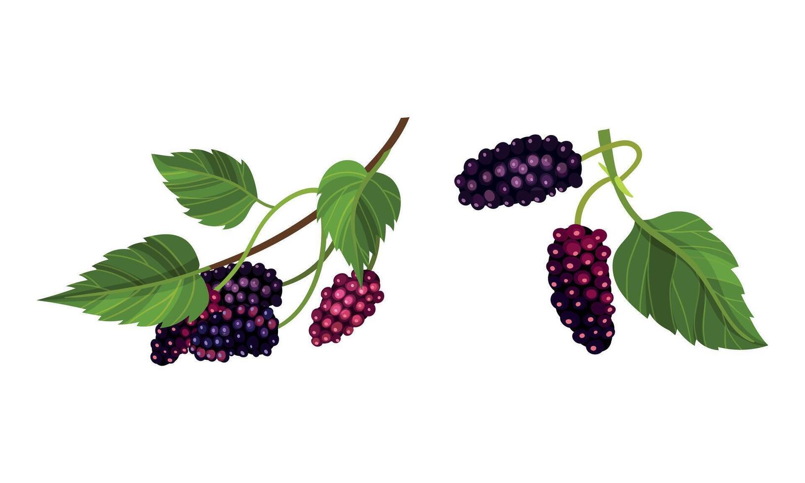 Fresh grape bunches with green leaves set. Ripe purple grapes decorative element illustration vector