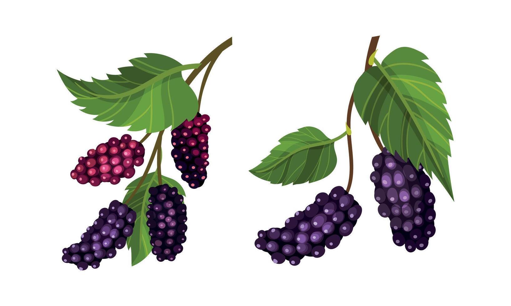 Grape bunches with leaves set. Fresh ripe purple grapes branches, wine ingredient, viticulture and agriculture organic product illustration vector