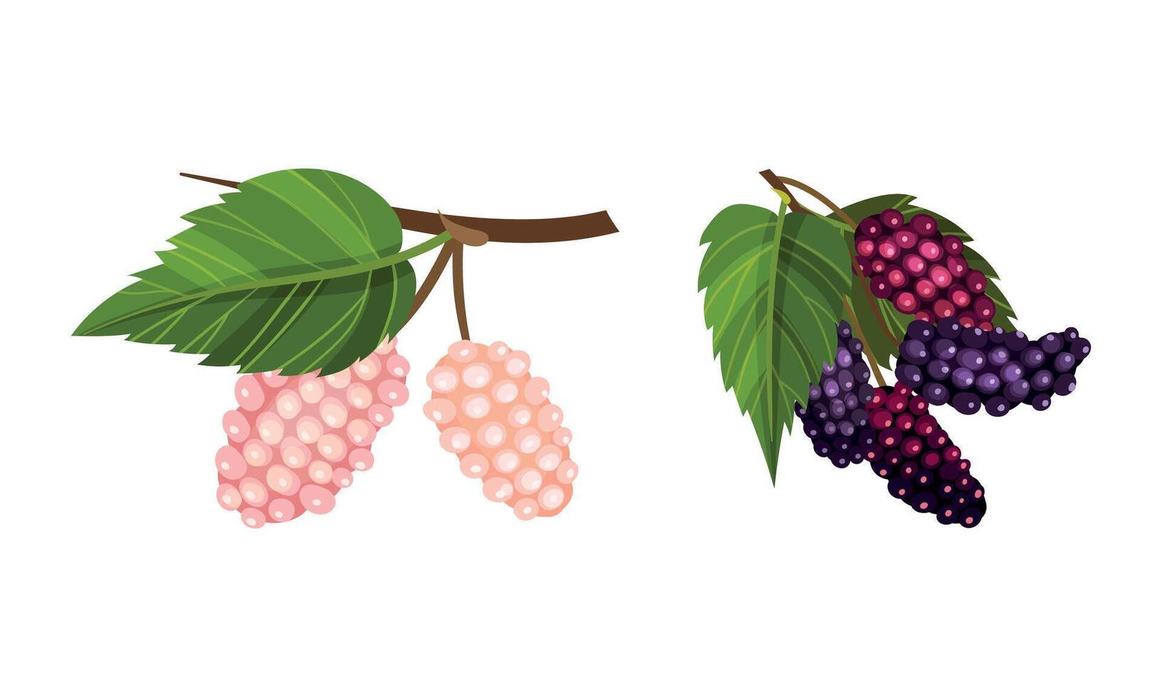Grape bunches with leaves set. Fresh grapes branches, wine ingredient, viticulture and agriculture organic product illustration vector