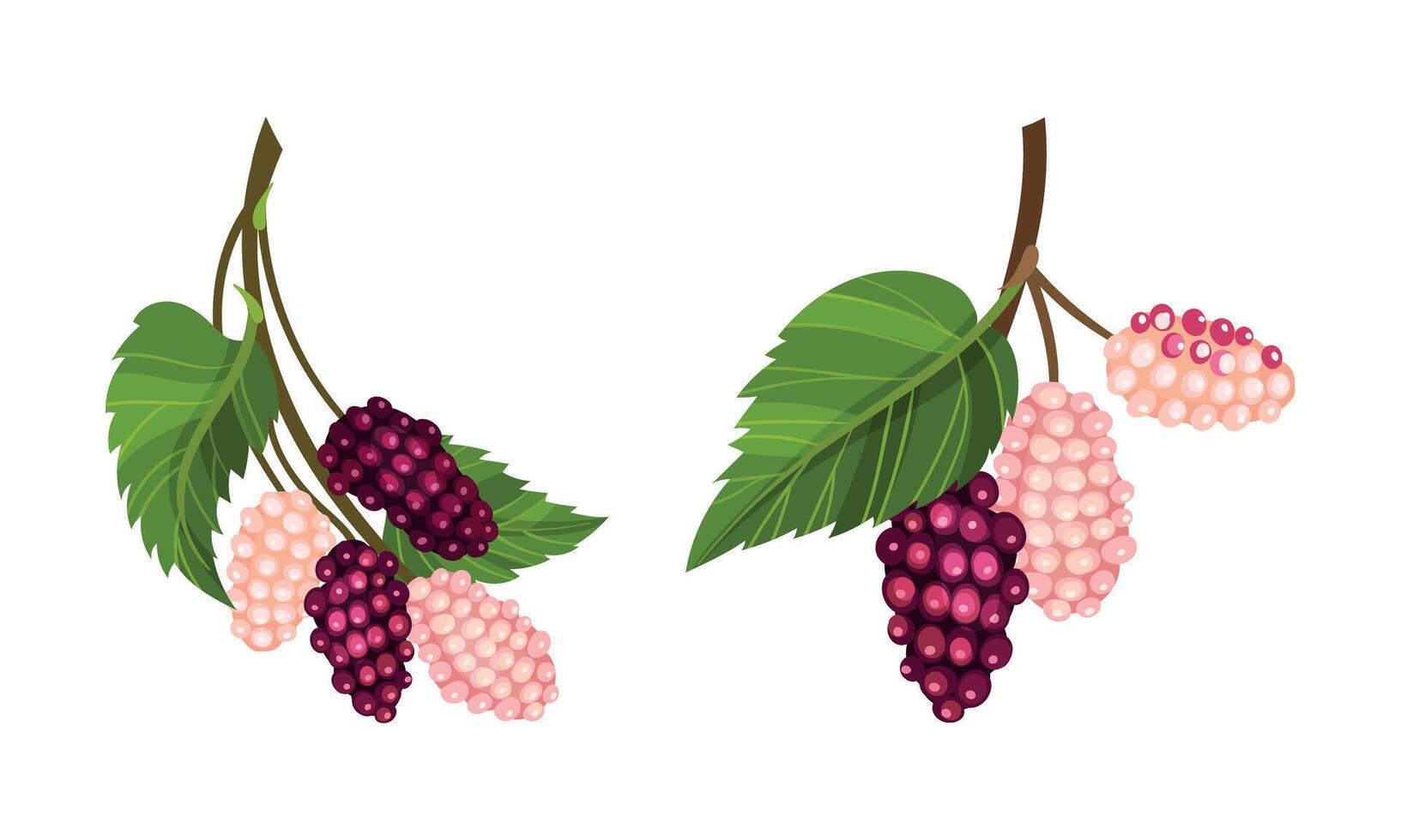 Fresh unripe grape bunches with green leaves set. Fresh grapes, wine ingredient, viticulture and agriculture organic product illustration vector