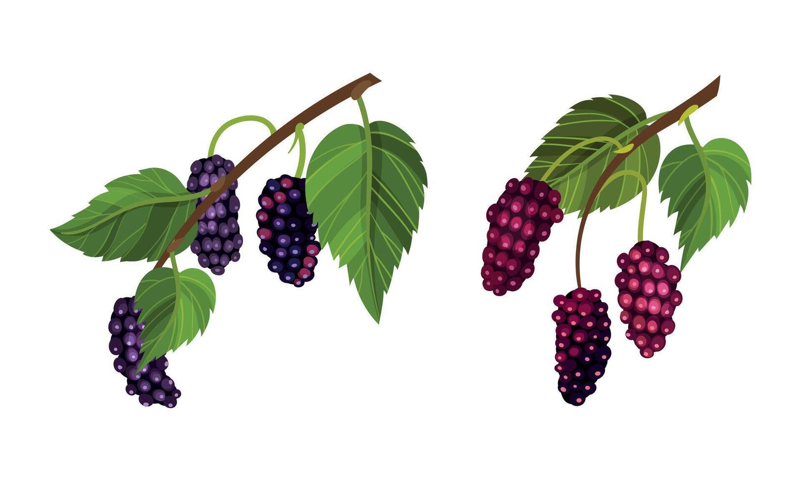 Purple grape bunches with leaves set. Fresh purple grapes decorative element illustration vector
