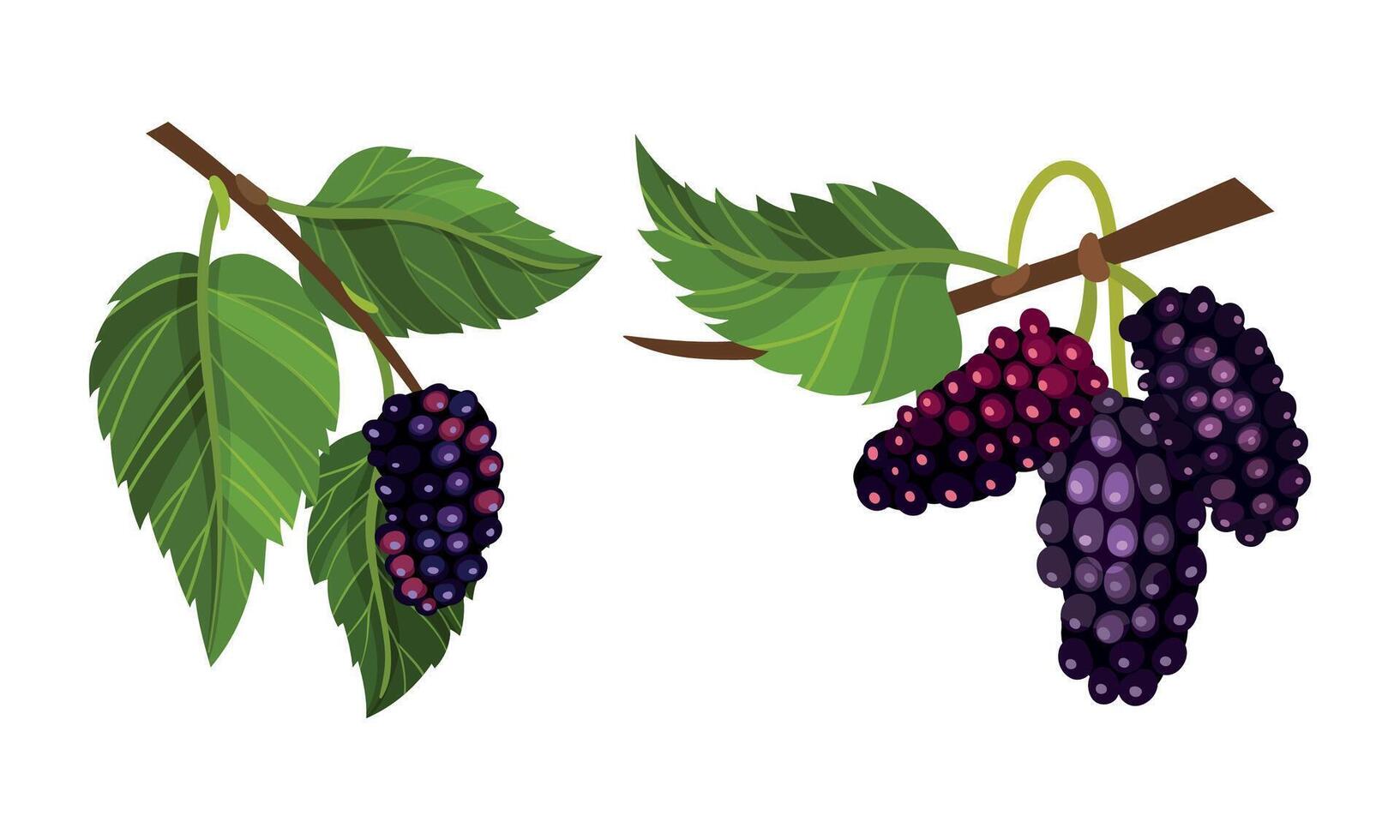 Ripe purple grape bunches with leaves set illustration vector