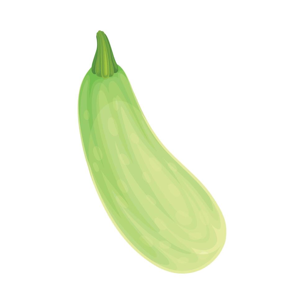 Ripe Green Marrow Vegetable as Healthy Raw Food and Garden Cultivar Closeup Illustration vector