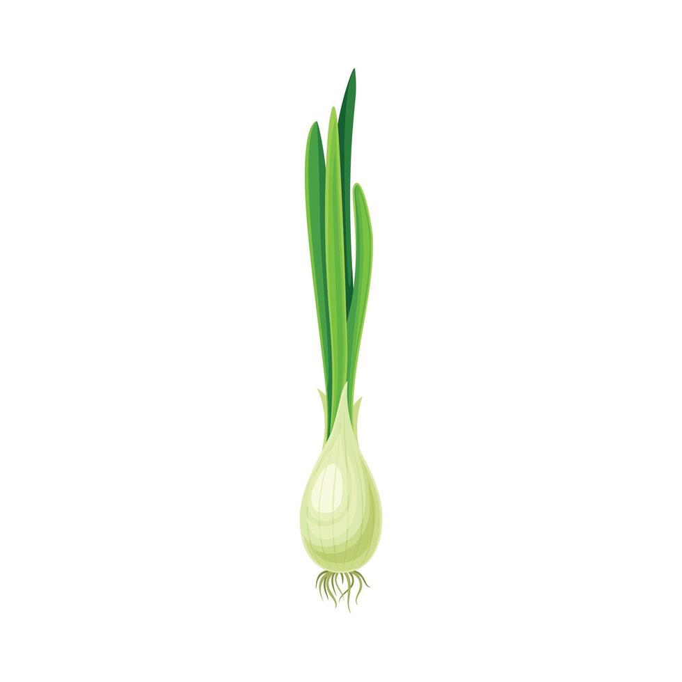 Ripe Green Onion Vegetable as Healthy Raw Food and Garden Cultivar Closeup Illustration vector