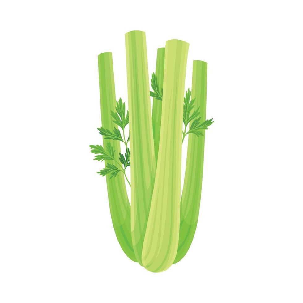 Ripe Green Celery Vegetable as Healthy Raw Food and Garden Cultivar Closeup Illustration vector