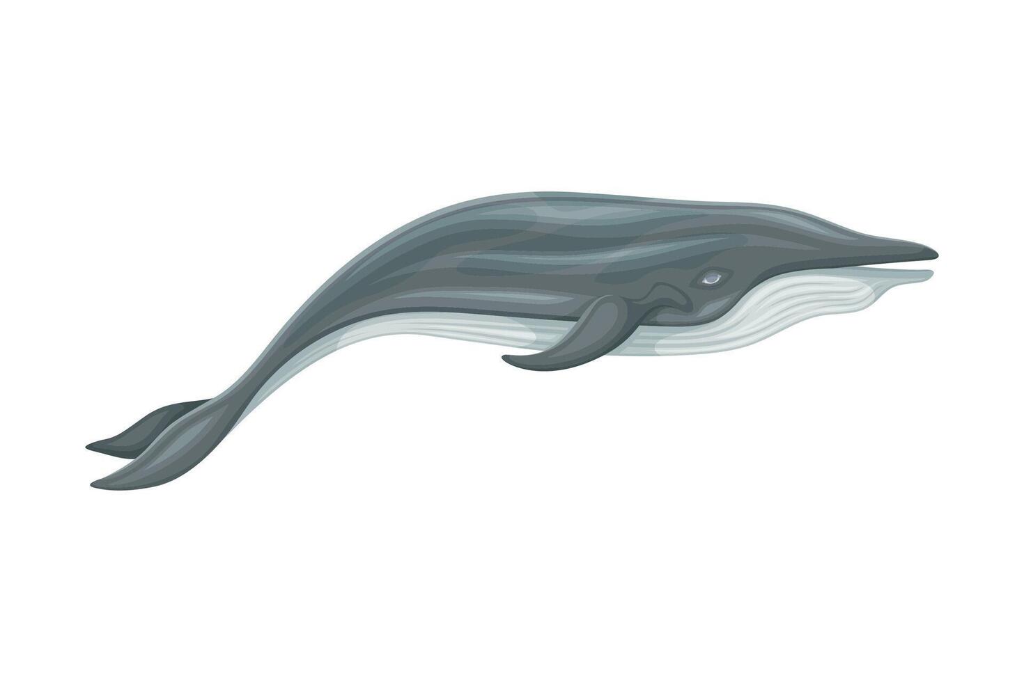 Minke Whale as Aquatic Placental Marine Mammal with Flippers and Large Tail Fin Closeup Illustration vector