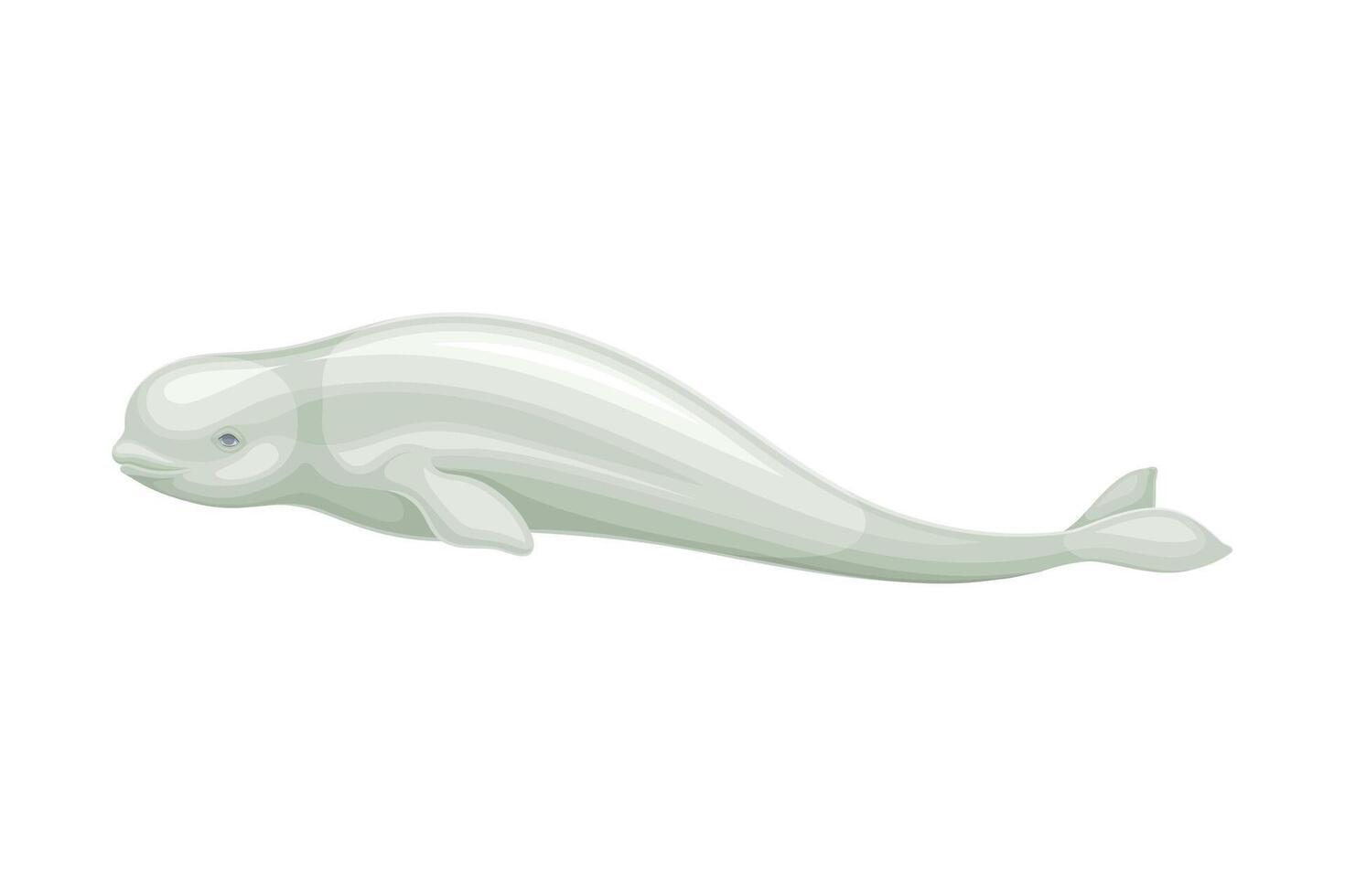 Beluga Whale as Aquatic Placental Marine Mammal with Flippers and Large Tail Fin Closeup Illustration vector