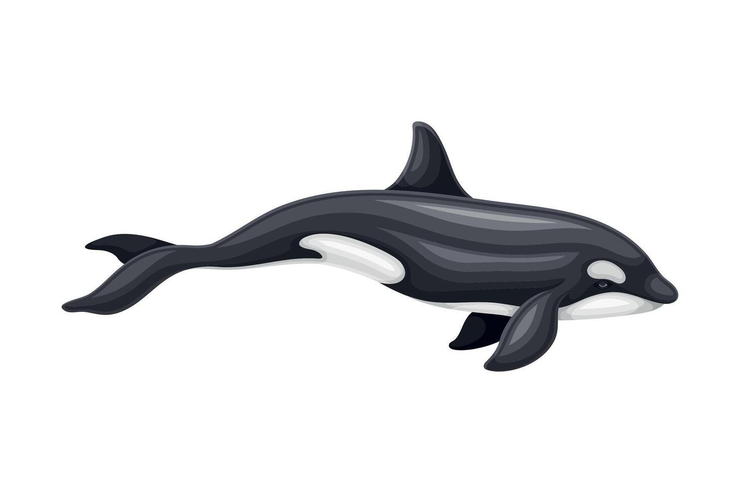 Killer Whale or Orca as Aquatic Placental Marine Mammal with Flippers and Large Tail Fin Closeup Illustration vector