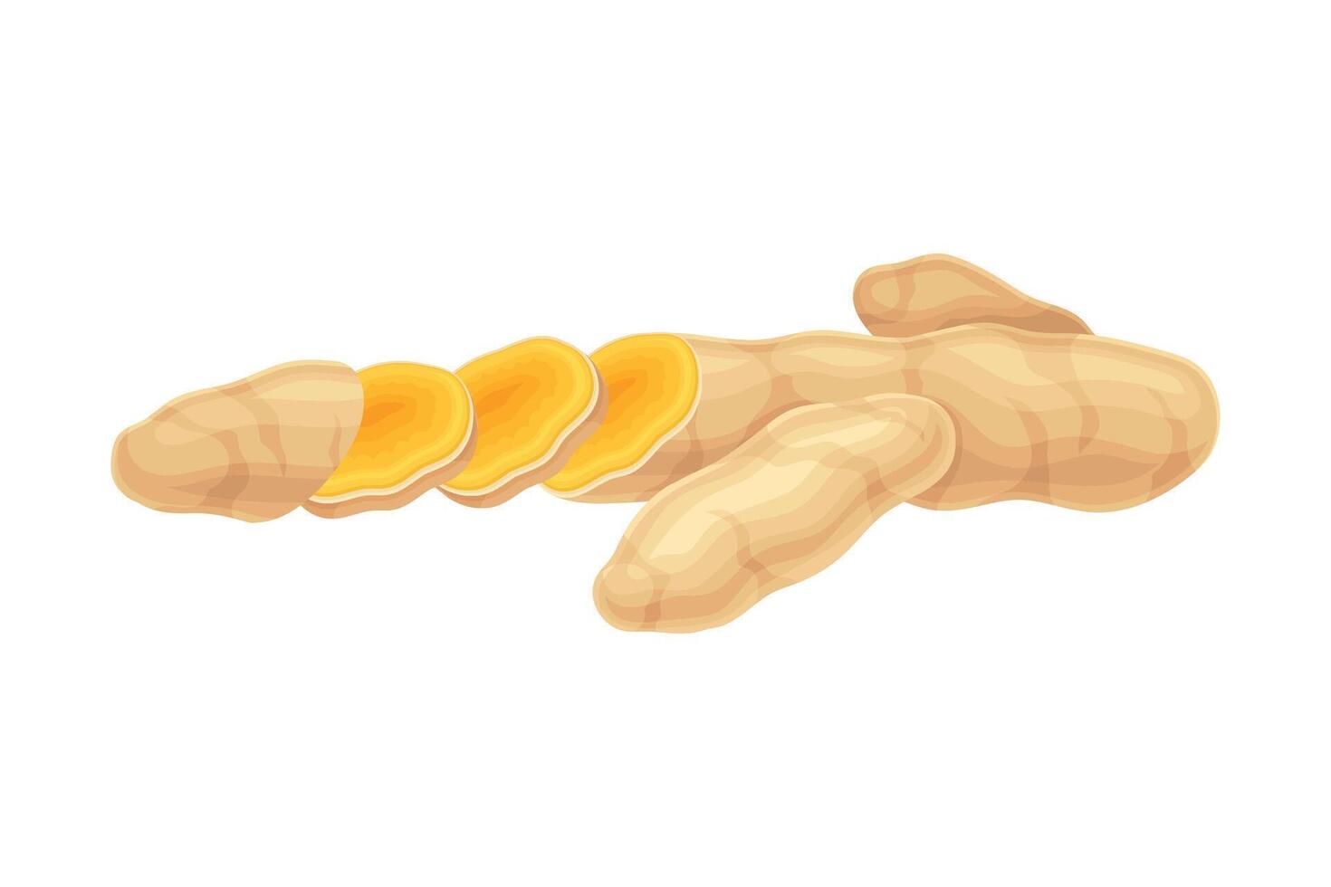 Turmeric or Curcuma Longa Sliced Rhizome Used in Asian Cuisine Closeup Illustration vector