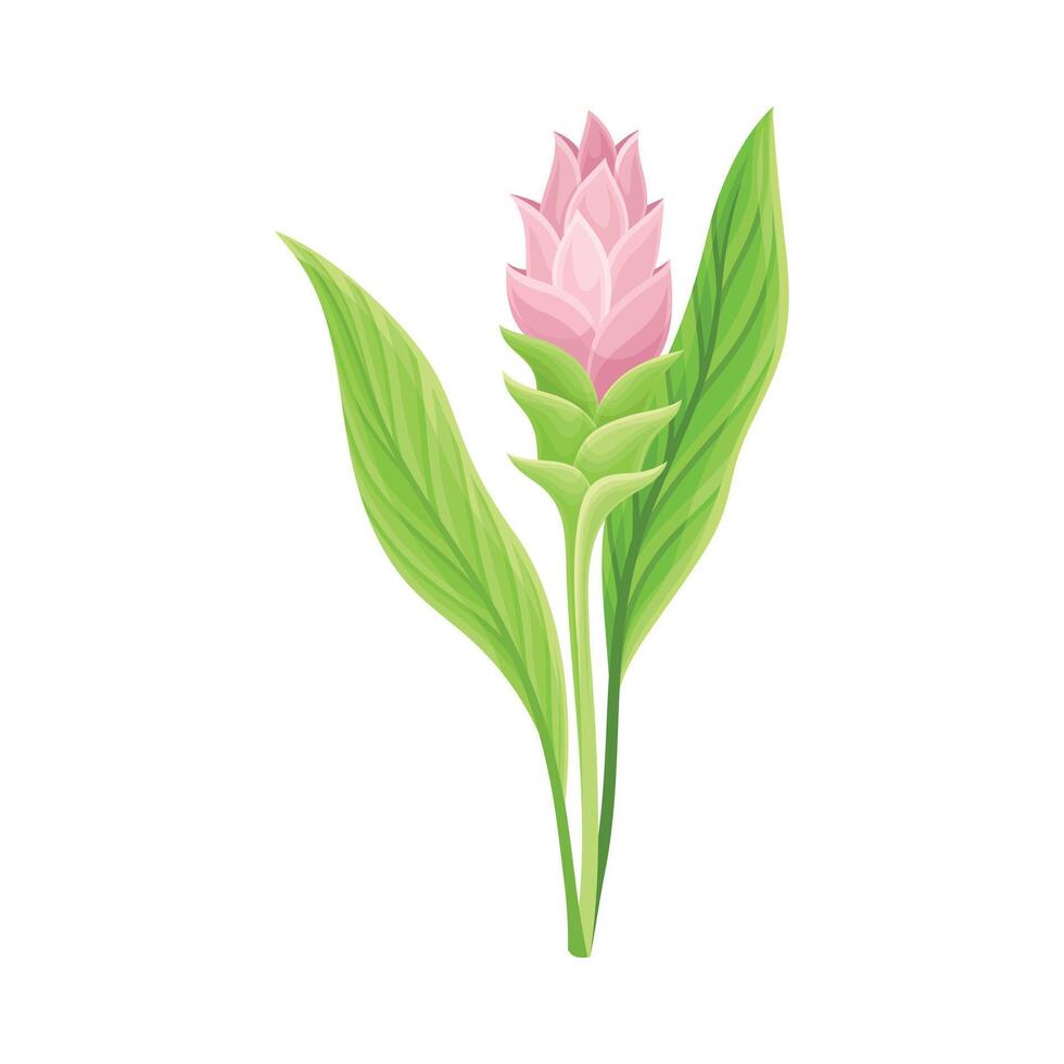 Flowering Plant of Turmeric with Green Leaves and Stem Closeup Illustration vector