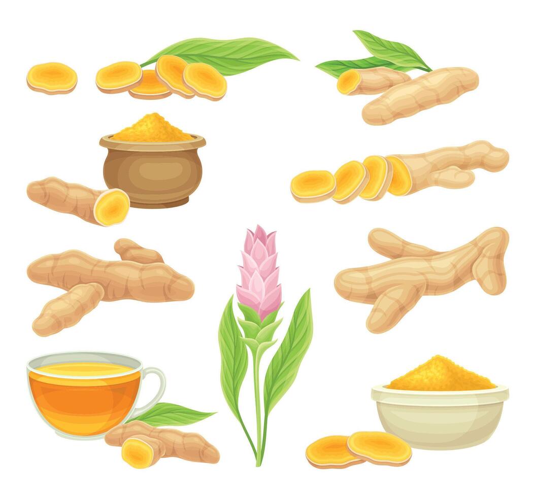 Turmeric or Curcuma Longa Rhizomes and Flowering Plant Set vector