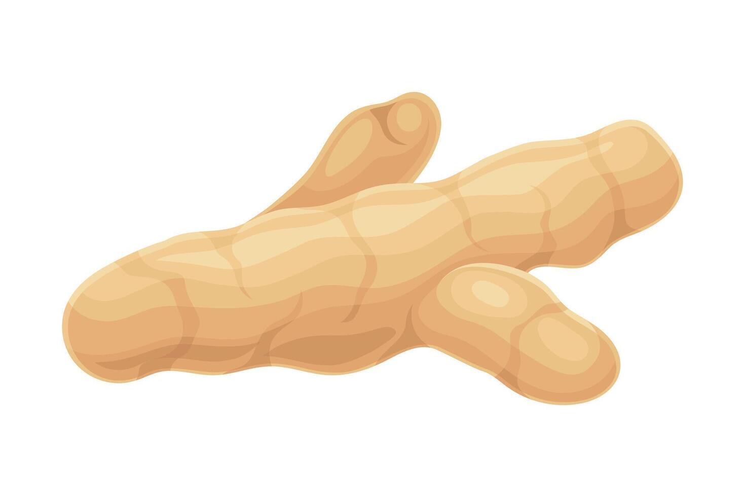 Turmeric or Curcuma Longa Rhizome Used in Asian Cuisine Closeup Illustration vector