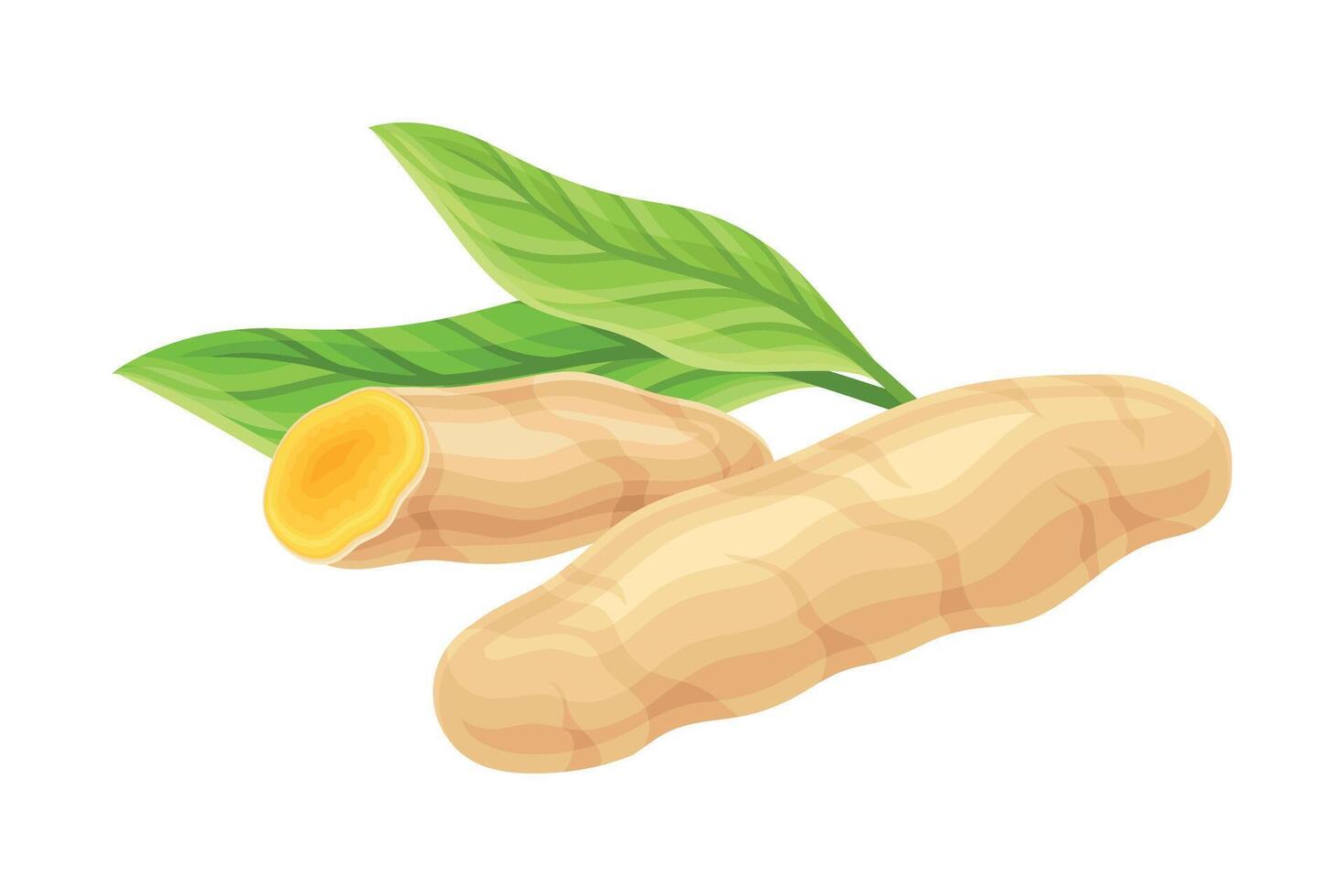 Turmeric or Curcuma Longa Rhizome Used in Asian Cuisine with Green Leaf Closeup Illustration vector