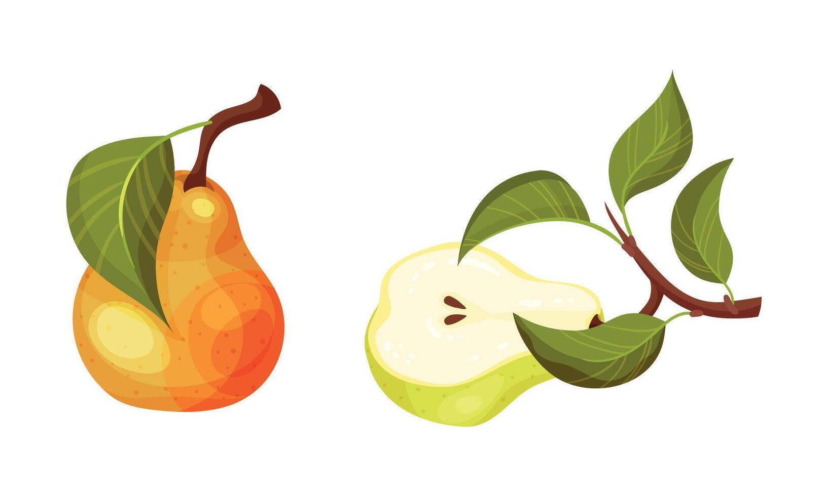 Fresh pear with green leaves set. Organic ripe fruit illustration vector