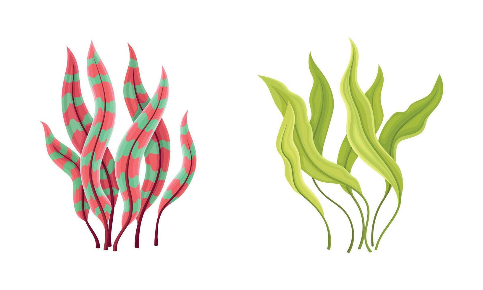Seaweed and Algae as Aquatic and Marine Plants Growing on Ocean Bottom Set. vector