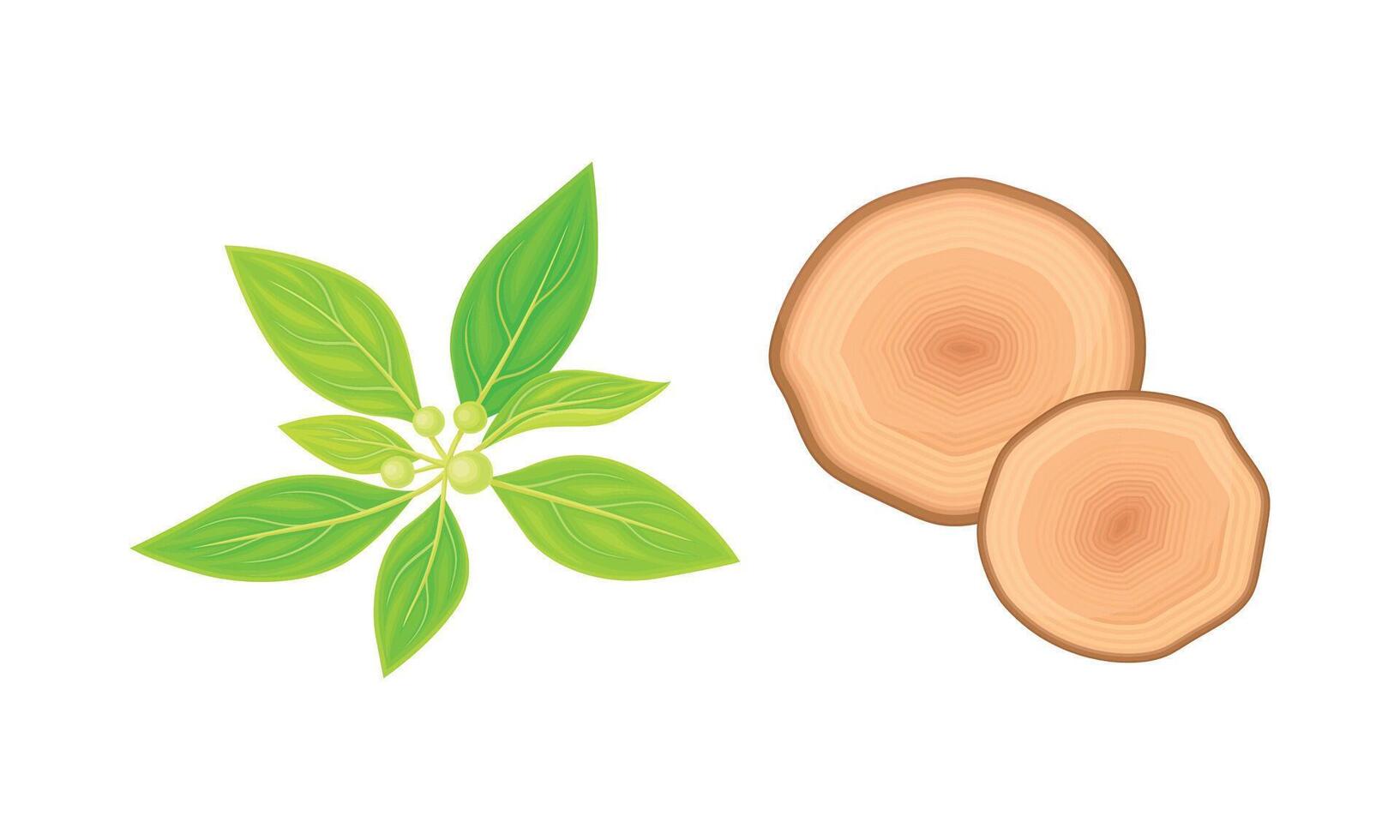 Sandalwood Leaf and Fragrant Wood Material Set vector
