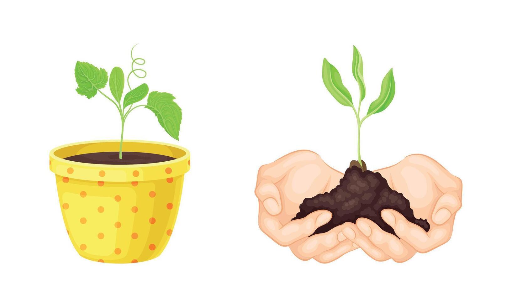 Transplant Seedlings or Young Plants Growing in Pot and Soil Hold by Human Hands Set vector