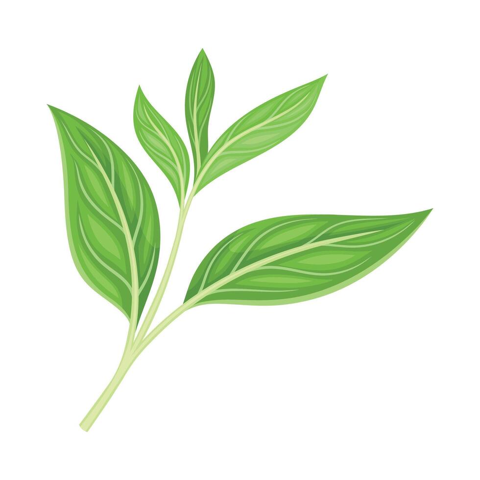 Green Tea Leaf on Stem Isolated on White Background Closeup Illustration vector